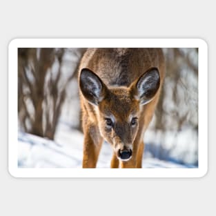 White-tailed Deer Sticker